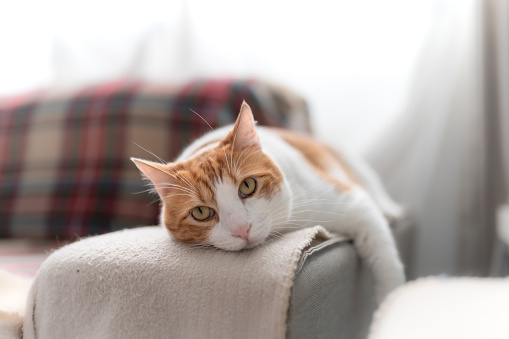 de cerca. gato marrón y blanco con los ojos amarillos acostado en el sofá, mira a la cámara photo