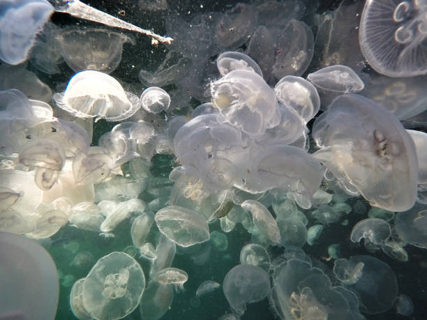 istock jellyfish underwater amazing view 1288250813