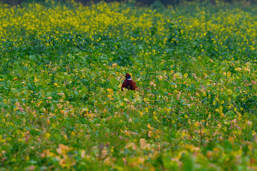 Pheasant hiding in agricultural field popping his head above the vegetation to check for dangers taken as a photograph with a textured oil painting effect added
