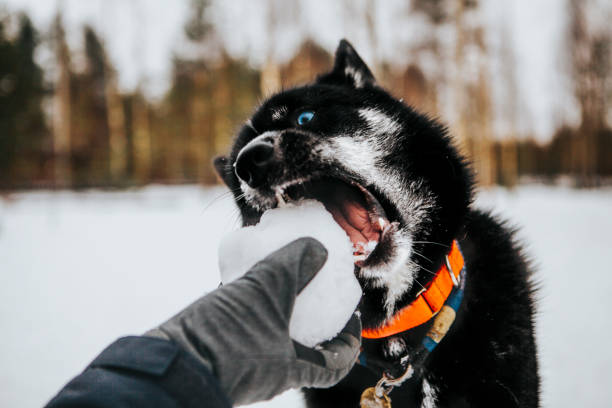 istock Husky dog catch snowballs 1288252469