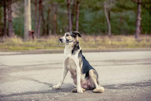 homeless nursing mother dog sitting on the road in abandoned Pripyat city in Chernobyl Exclusion Zone, Ukraine 2020 year