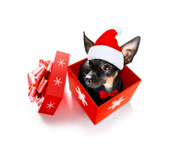 santa claus dog on christmas holidays christmas santa claus praguer ratter dog as a holiday season surprise out of a gift or present box  with red hat , isolated on white background pražský krysařík stock pictures, royalty-free photos & images