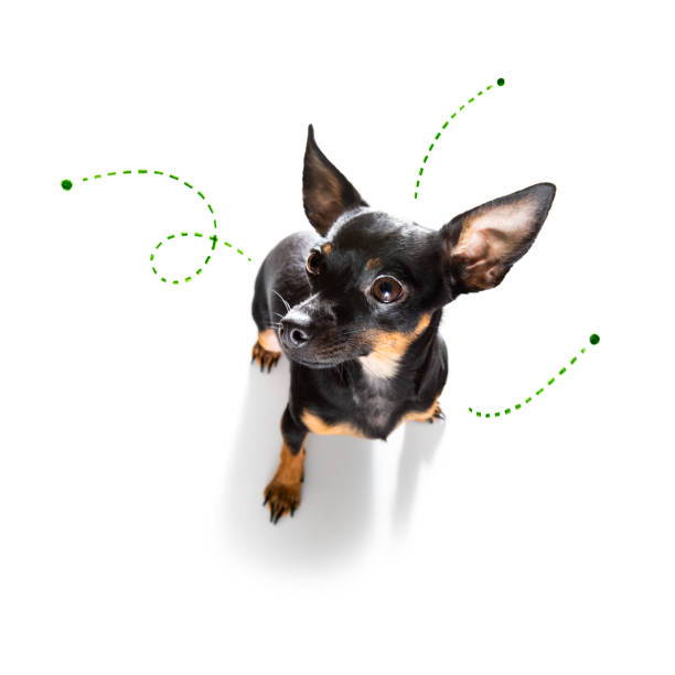 istock dog  with fleas, ticks or insects 1288253723