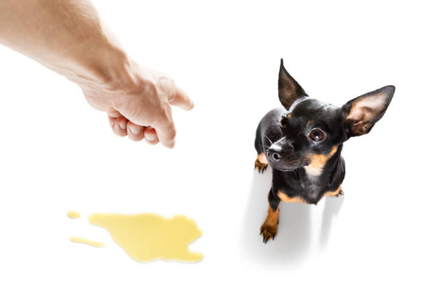 owner punishing his dog prague ratter dog being punished for urinate or pee  at home by his owner, isolated on white background pražský krysařík stock pictures, royalty-free photos & images