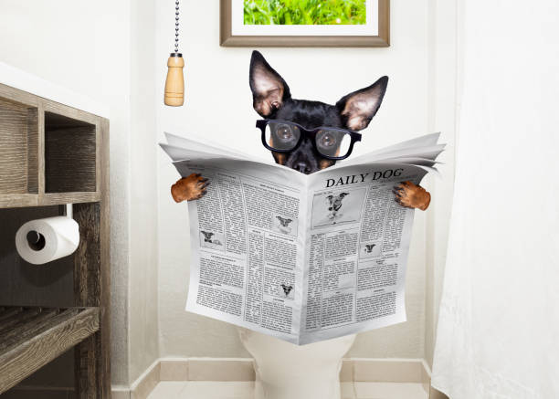 at toilette, toilet seat and reading newspaper dog prague ratter dog reading newspaper at toilette, toilet seat in bathroom pražský krysařík stock pictures, royalty-free photos & images