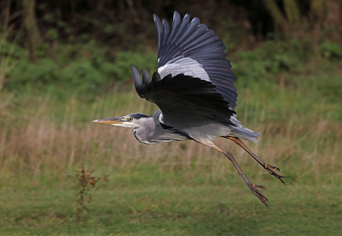 Grey Heron (Ardea cinerea cinerea) taking off from field\