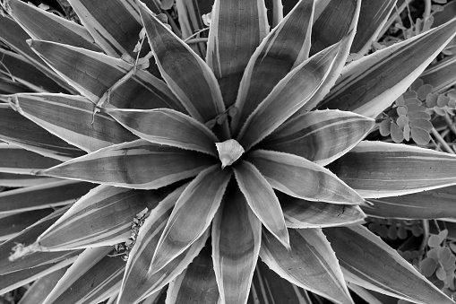 Beautiful nature background. Top view of Green Agave angustifolia (Marginata) in the wild. Tropical concept. Flat lay. Growing beautiful cactus. Template for design. Black and white photo