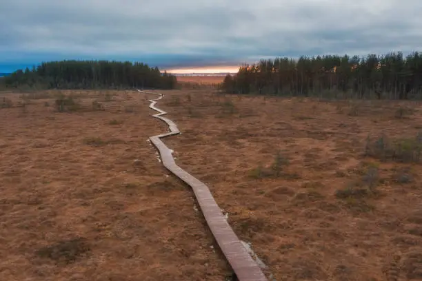 walking wooden trail among yellow autumn swamps on the sunset.  Sestroretsk bog reserve in St. Petersburg.