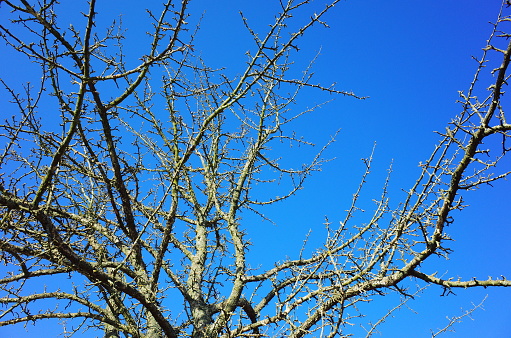 Dead tree in the garden against the background of clear blue sky