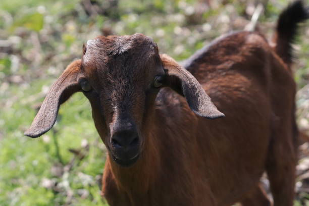 istock Goat grazing in the field. 1288255966