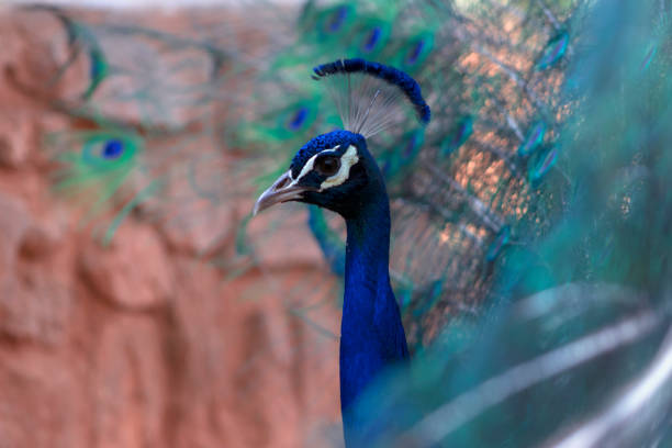 Peacock Animals In The Wild Female Animal Tropical Climate Stock Photos,  Pictures & Royalty-Free Images - iStock