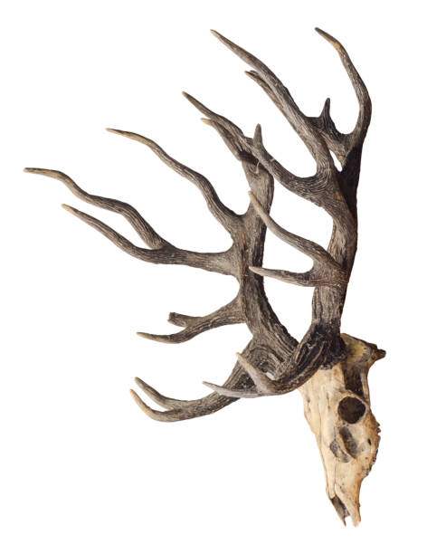 crâne de tête de cerf de schomburgk isolé sur le fond blanc, animaux éteints - deer skull photos et images de collection