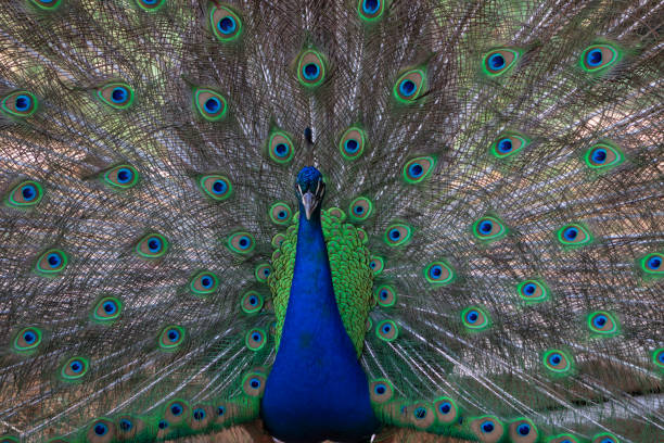 istock Portrait of beautiful peacock with feathers out 1288258791