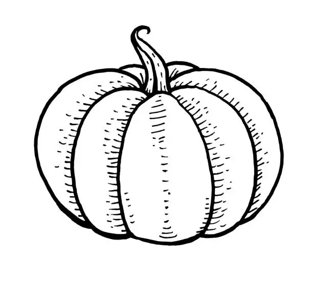 Vector illustration of Hand drawn pumpkin