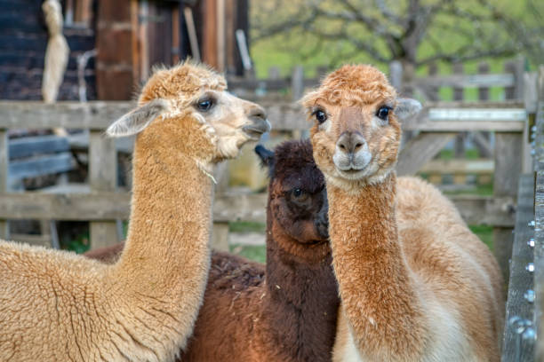 istock Group of fluffy alpacas on a farm 1288259850