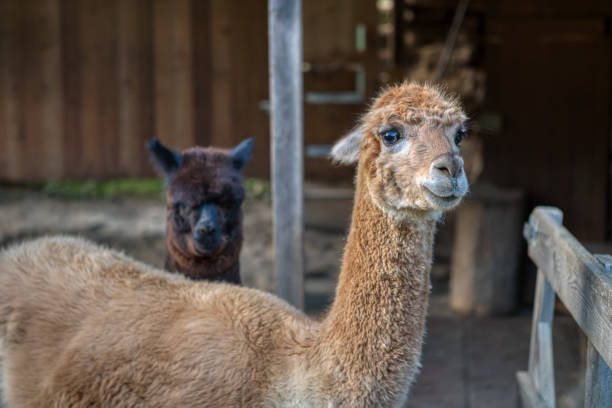istock Group of fluffy alpacas on a farm 1288259873