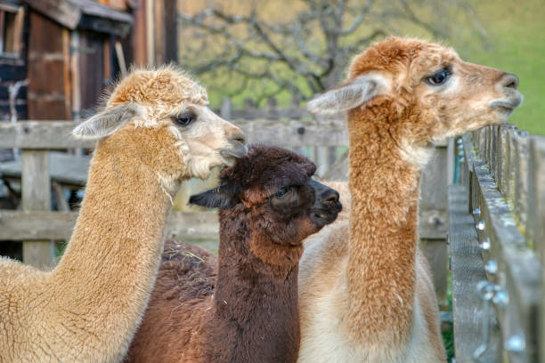 istock Group of fluffy alpacas on a farm 1288259913