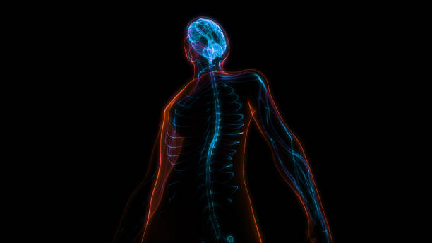 istock Central Organ of Human Nervous System Brain Anatomy 1288260072