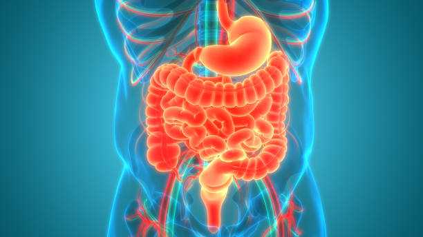 Human Digestive System Anatomy 3D Illustration Concept of Human Digestive System Anatomy small intestine stock pictures, royalty-free photos & images