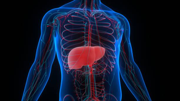 istock Human Internal Digestive Organ Liver Anatomy 1288260131