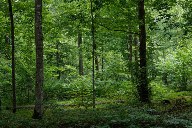 istock Natural deciduous forest with hornbeam and oak 1288260370