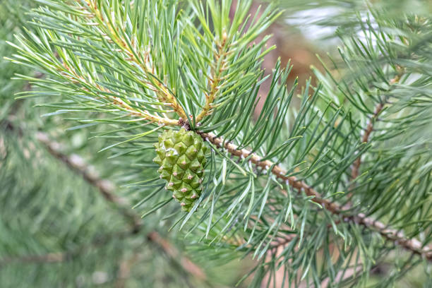 istock Pine branch with a green cone. Christmas background 1288261113
