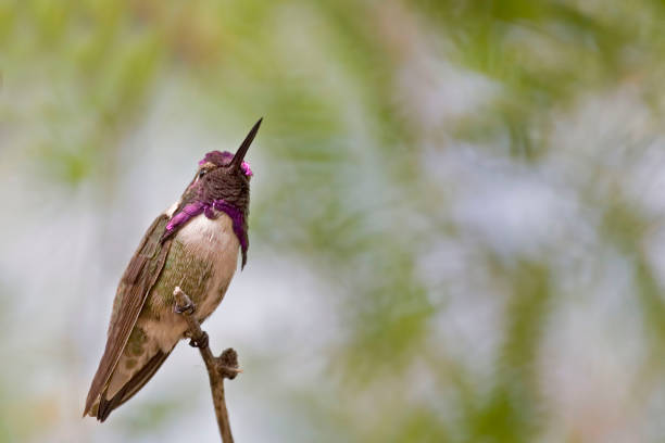 istock Male Anna's Hummingbird, Calypte anna, on perch 1288263432