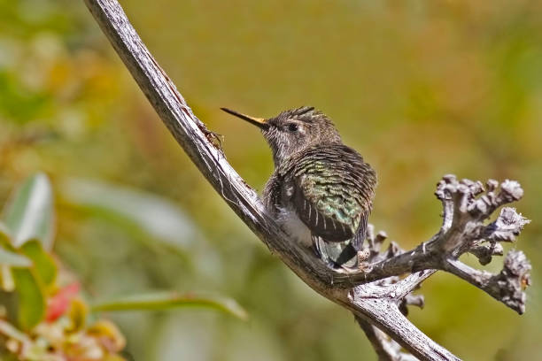 istock Female Anna's Hummingbird, Calypte anna, perched 1288263454