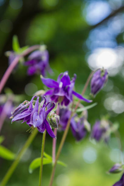 istock The European columbine (Aquilegia vulgaris) 1288264700