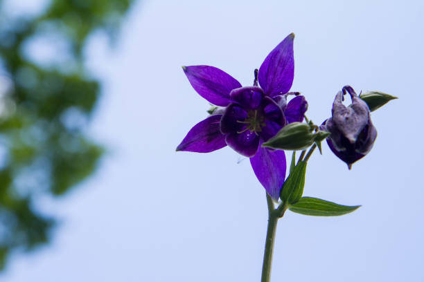 istock The European columbine (Aquilegia vulgaris) 1288264714