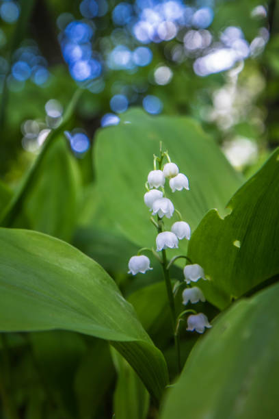 istock The Lily of the valley (Convallaria majalis) 1288264848
