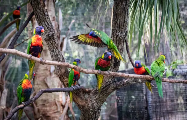 The Beautiful Rainbow Lorikeet Blue Head Parrot