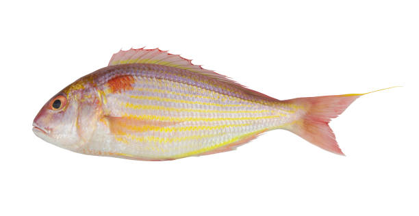 istock Golden threadfin bream fish isolated on white background 1288267231