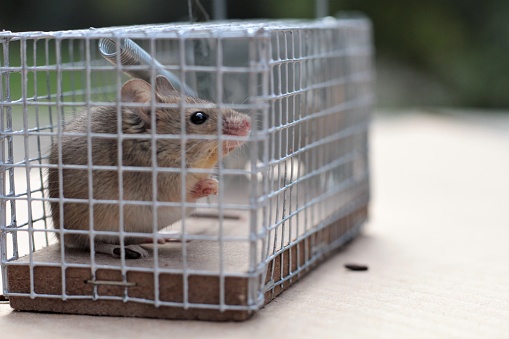 Cute mouse caught in a live trap holding a piece of bread before being released in nature; Shallow depth of field; Copy space