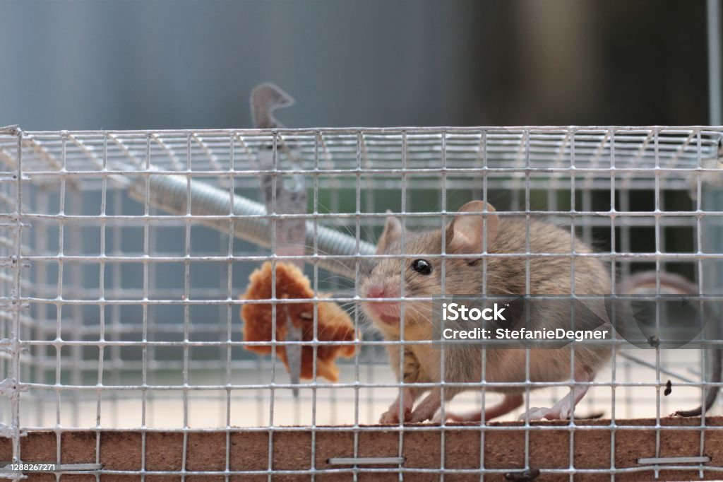 Mouse caught in live trap Cute mouse caught in a live trap holding a piece of bread before being released in nature; Shallow depth of field; Copy space Mousetrap Stock Photo