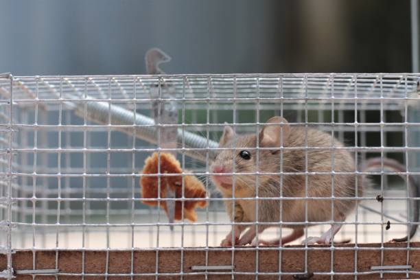 Mouse caught in live trap Cute mouse caught in a live trap holding a piece of bread before being released in nature; Shallow depth of field; Copy space trap stock pictures, royalty-free photos & images
