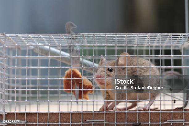 Mouse Caught In Live Trap Stock Photo - Download Image Now - Mousetrap, Trapped, Mouse - Animal