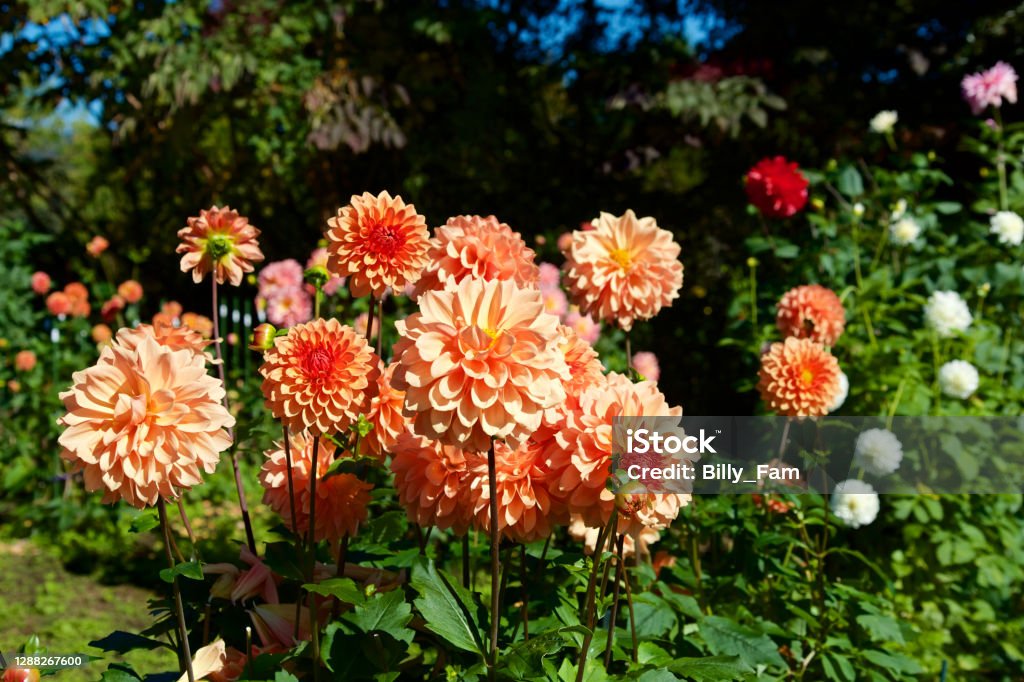 Beautiful orange dahlia flowers in the garden blooming in autumn. Dahlia blooming on a clear autumn day is very beautiful. Autumn Stock Photo