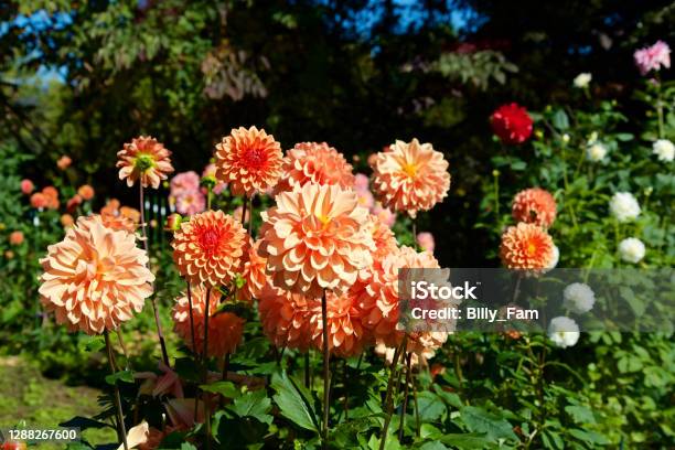 Beautiful Orange Dahlia Flowers In The Garden Blooming In Autumn Stock Photo - Download Image Now
