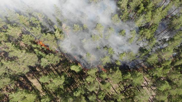 istock Aerial view Forest fires are burning violently 1288268229