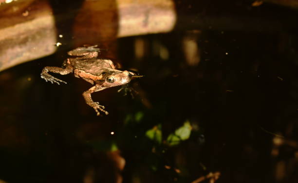 istock frog swimming on water surface in clay blister 1288270356