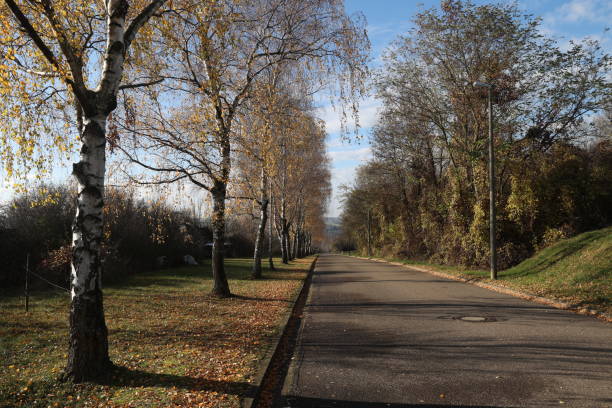 istock Birch trees along the roadside in autumn 1288271162