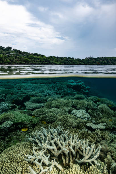 Coral garden A view of coral garden of the Mayotte lagoon comoros stock pictures, royalty-free photos & images