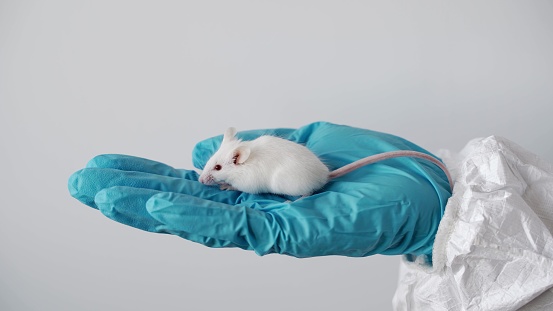 Un científico con guantes azules que sostiene ratón de laboratorio abino blanco para llevar a cabo un experimento y probar la vacuna photo