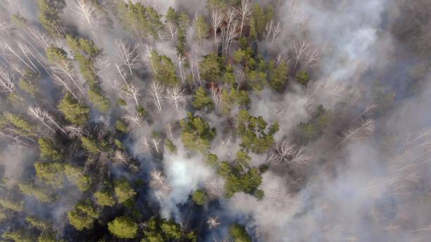 istock Aerial, tilt down, drone shot, overlooking trees in flames, Forest fires destroying and causing air pollution 1288274898