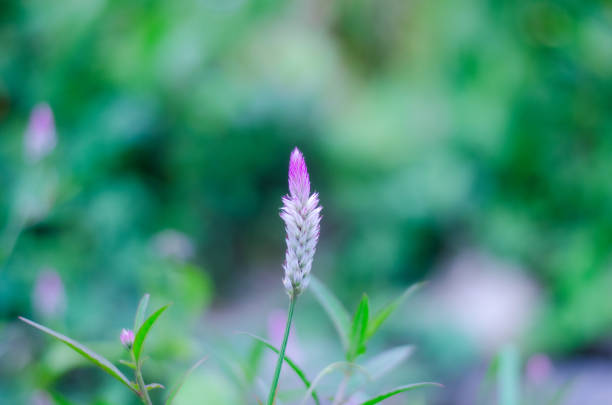 its just wild plant but still have pretty color and can be different from others. can we?