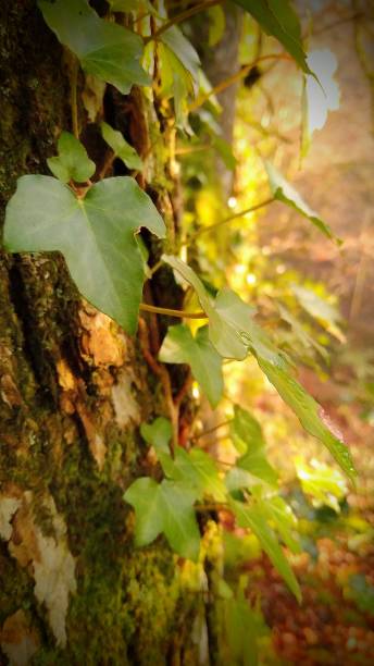 istock Ivy growing on a tree. Wallpaper. 1288275258