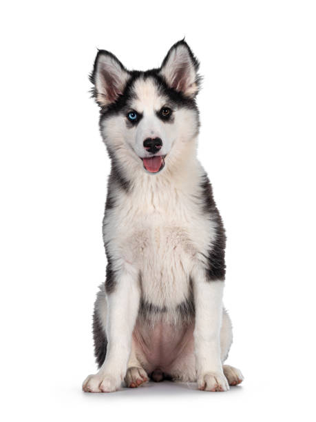 istock Yakutian Laika dog on white 1288277666