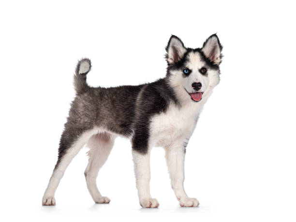 istock Yakutian Laika dog on white 1288277731
