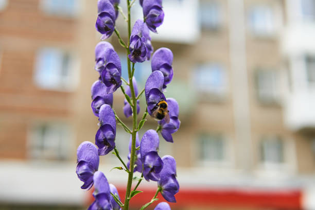 bumblebee on aconite flower close-up on blurred urban background